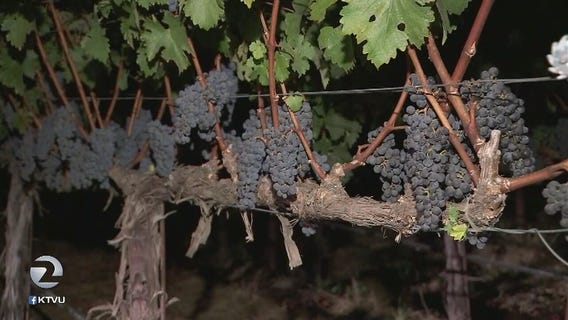 Vineyards struggle to salvage harvest damaged in North Bay fires