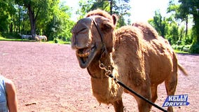 Glamping and Camel Kisses at Rose Bridge Farm and Sanctuary