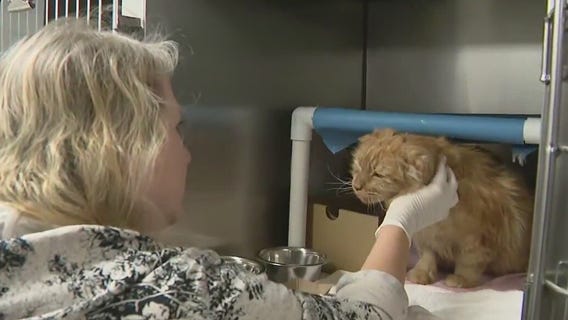 Arizona Humane is in need of volunteers to help care for thousands of animals
