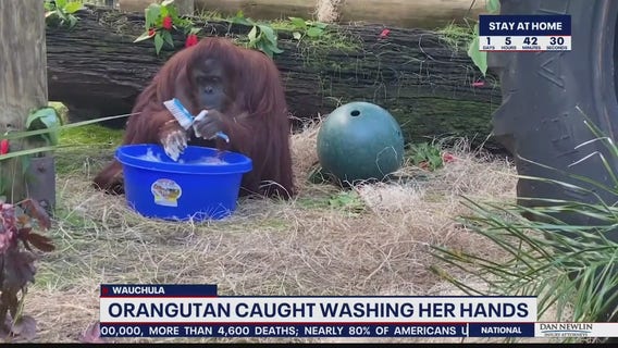 Viral video shows orangutan washing hands