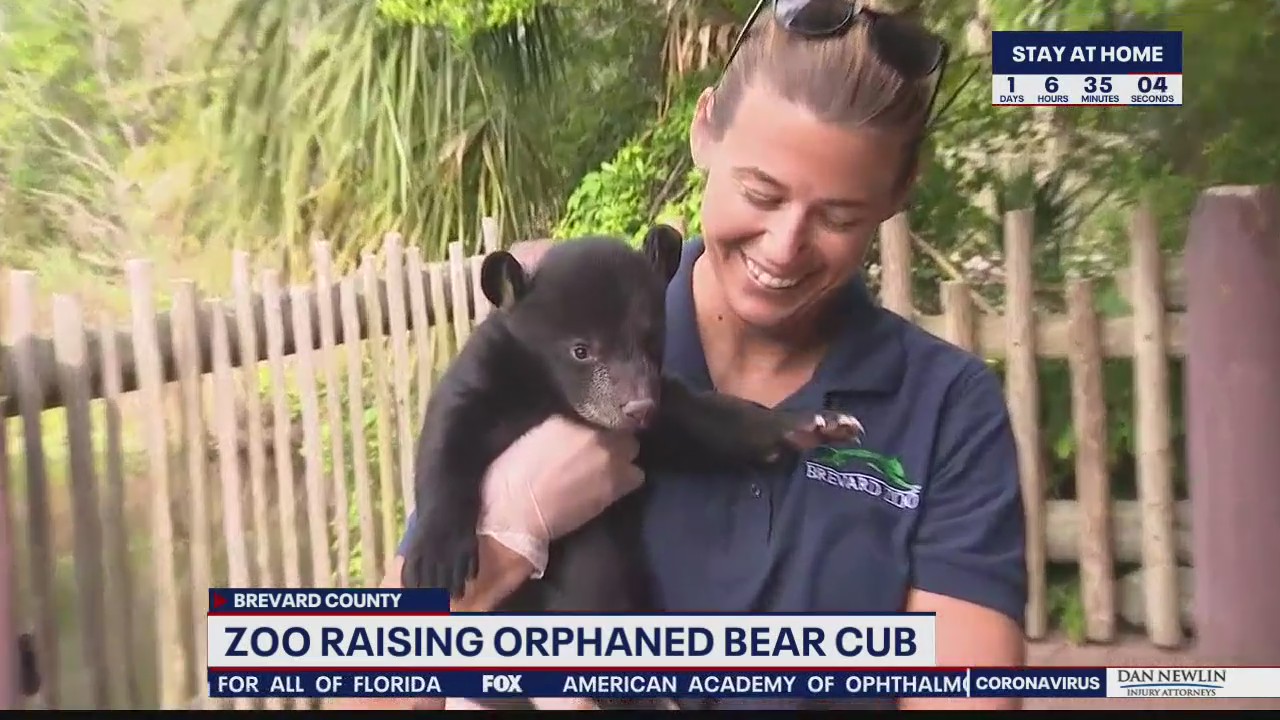 Zoo raising orphaned bear cub