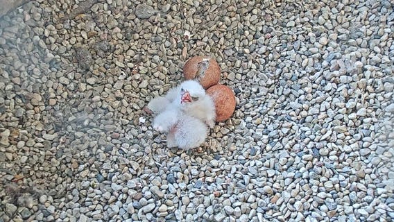 Two peregrine falcon chicks at the Oak Creek Power Plant