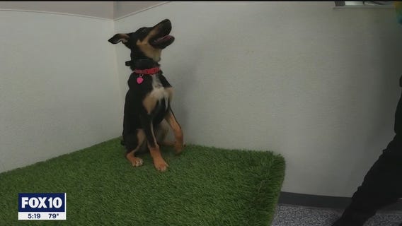 National Puppy Day brings awareness to orphaned dogs