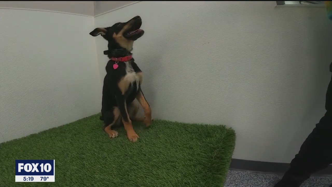 National Puppy Day brings awareness to orphaned dogs