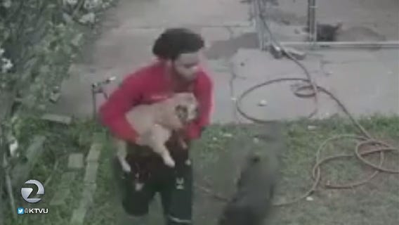 French bulldog stolen from Richmond backyard