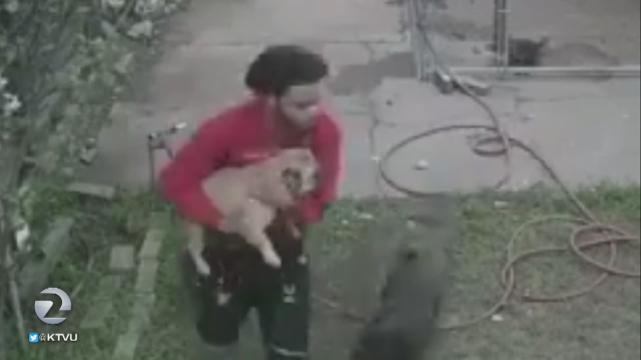 French bulldog stolen from Richmond backyard