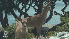 Man sick of deer eating landscaping, kills them with pellet gun