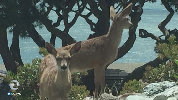 Man sick of deer eating landscaping, kills them with pellet gun