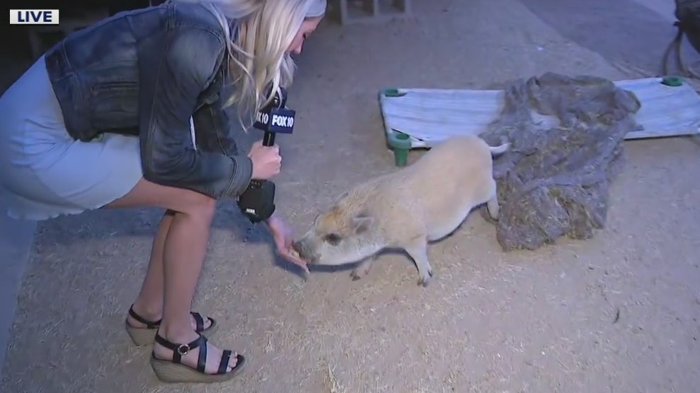 Better Piggies Rescue: North Phoenix rescue looks for forever homes for pigs