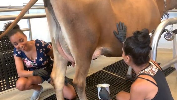 Wisconsin State Fair cow milking with FOX6's Brhett Vickery and Mary Stoker Smith