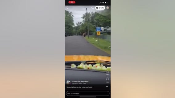 Black bear in Feasterville Trevose area