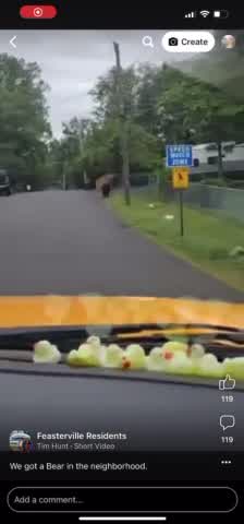 Black bear in Feasterville Trevose area
