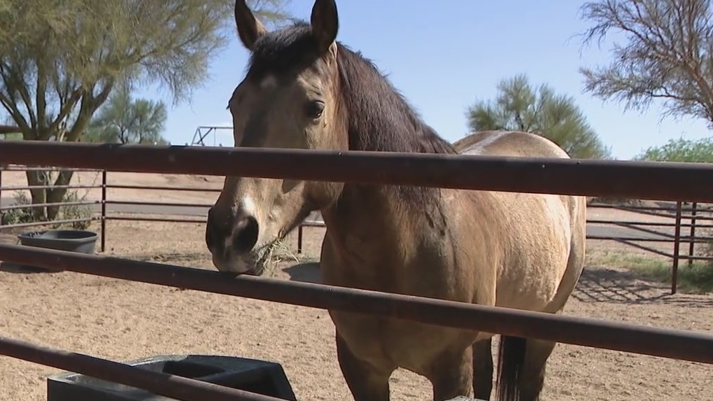 TNT Ranch Horse Haven needs help providing head to hoof care for rescued horses