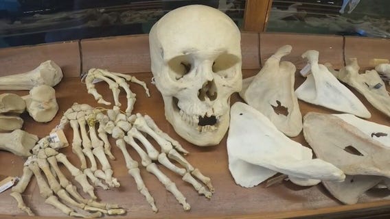 Curious Nature gift shop in Phoenix has something for everyone, and yes, everything is real