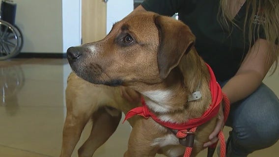 Arizona Humane Society talks about the importance of animal cruelty awareness