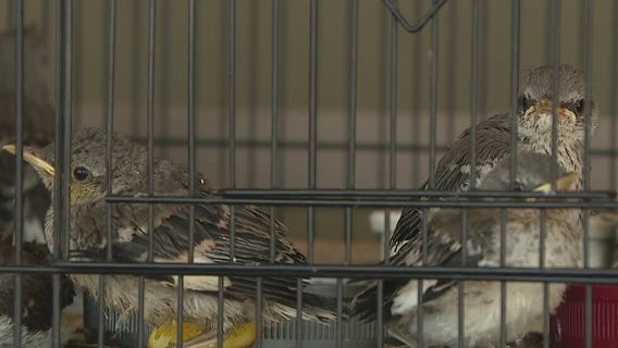 Community Cares: Arizona bird rescue busier than ever as temperatures rise