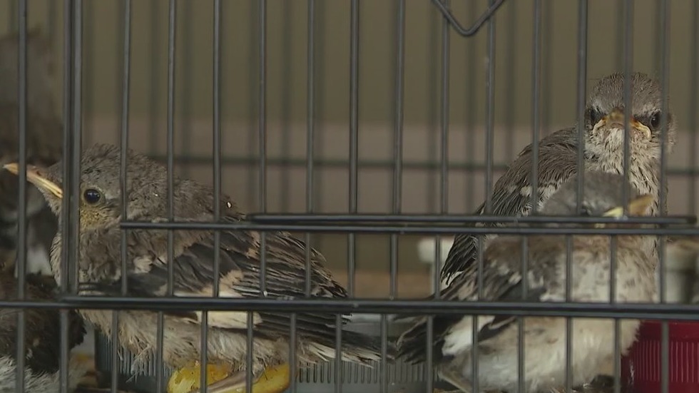 Community Cares: Arizona bird rescue busier than ever as temperatures rise