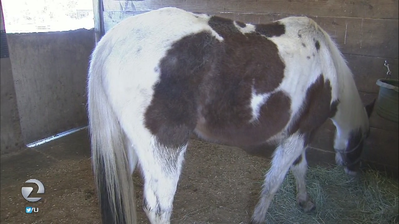 Sonoma Co. man faces animal abuse charges; 1 dead horse, 12 malnourished found on ranch