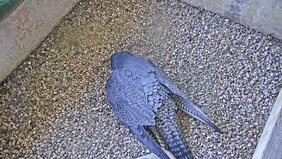 1st peregrine falcon egg of season laid at We Energies nest box