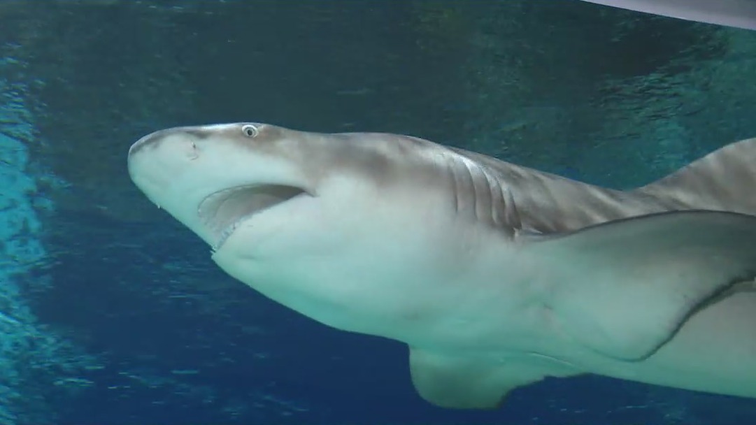 Arizona professor invents underwater ultrasound machine