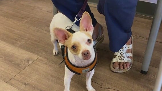 Circle the City helping homeless pet owners with care