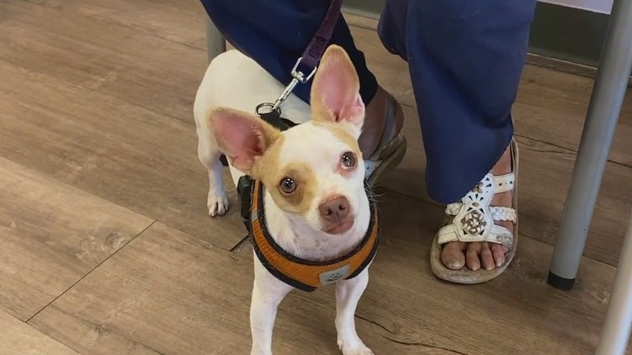 Circle the City helping homeless pet owners with care