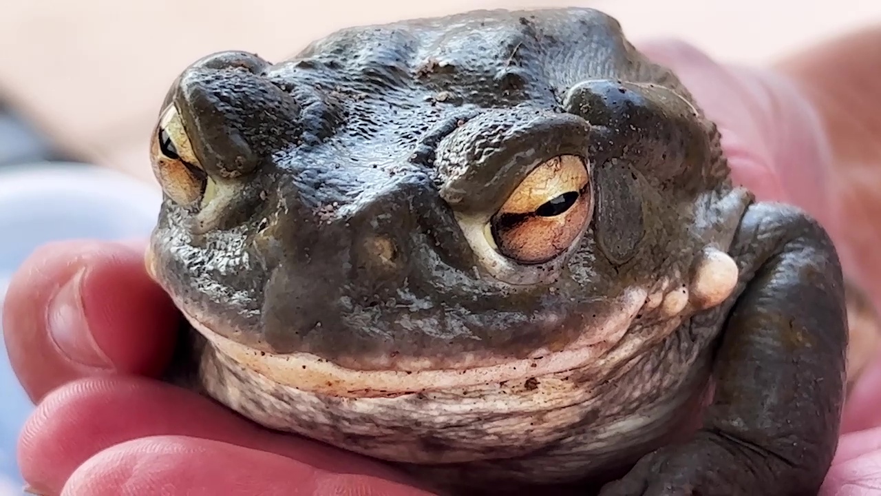 Experts voice caution for pen owners over dangers of Sonoran Desert Toad