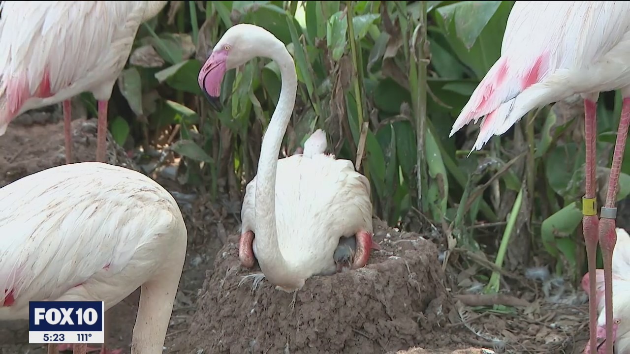 Greater Flamingo chicks begin to hatch at Phoenix Zoo