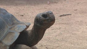 Community Cares: Bidders for Critters Auction at the Phoenix Zoo