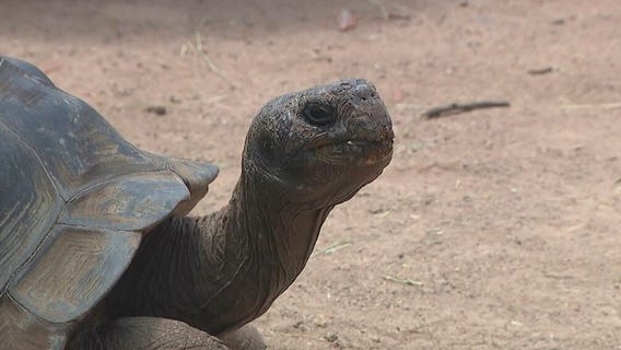 Community Cares: Bidders for Critters Auction at the Phoenix Zoo