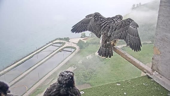 Peregrine falcon Whitney leaves nest at We Energies