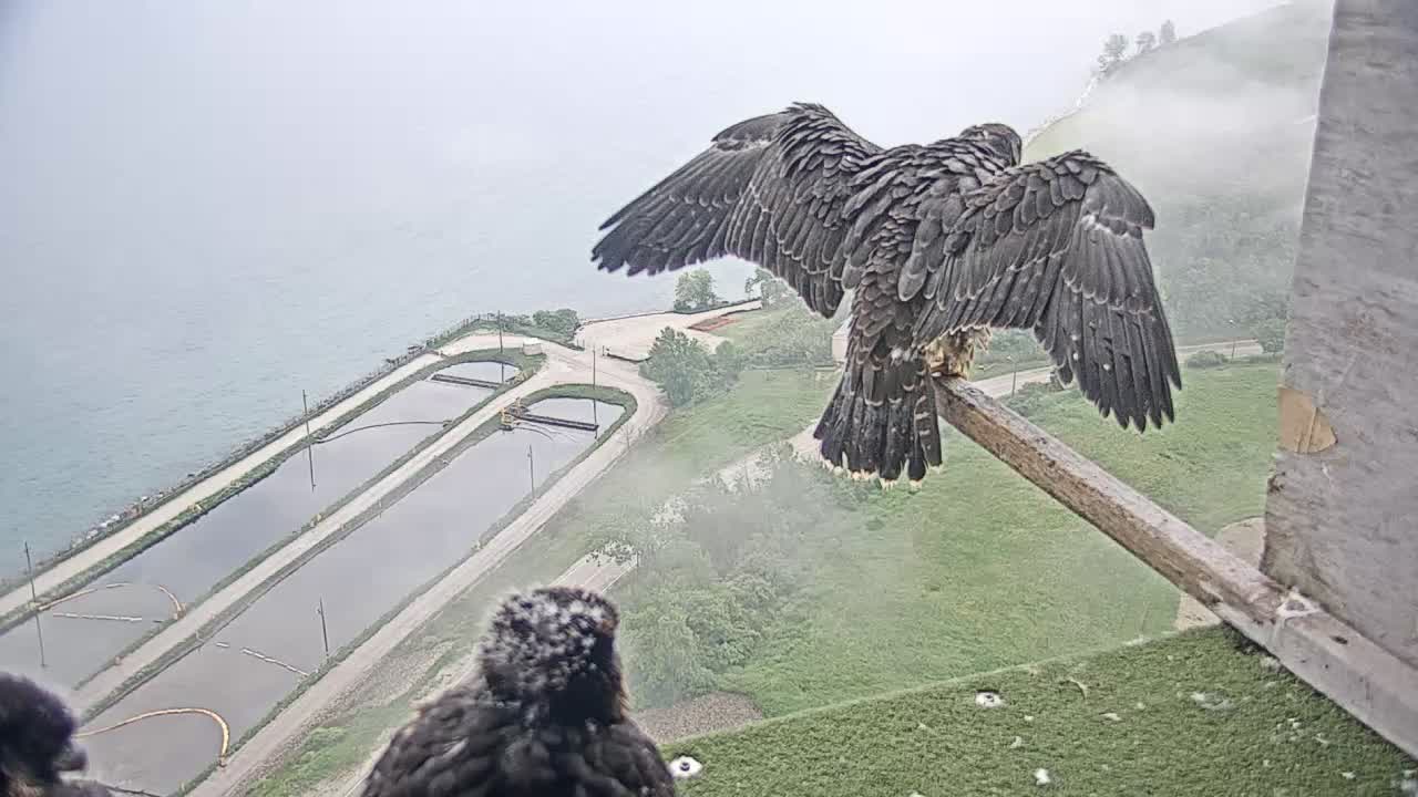 Peregrine falcon Whitney leaves nest at We Energies
