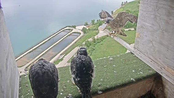 Peregrine falcon Mario leaves nest at We Energies