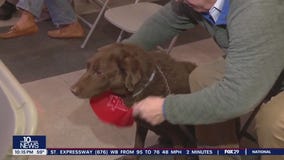 Dog walkers receive free training in community watch after series of Main Line break-ins