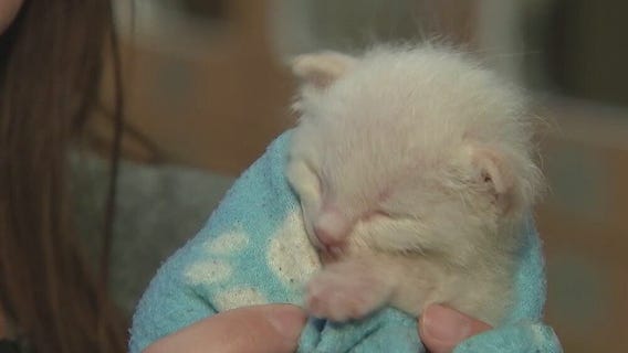 Adopting a kitten for National Cat Day