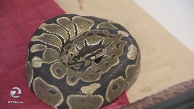2-foot long snake found on VTA bus up for adoption