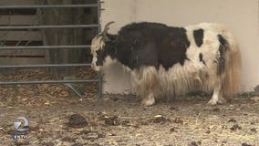 Rescuing everything from birds to yaks