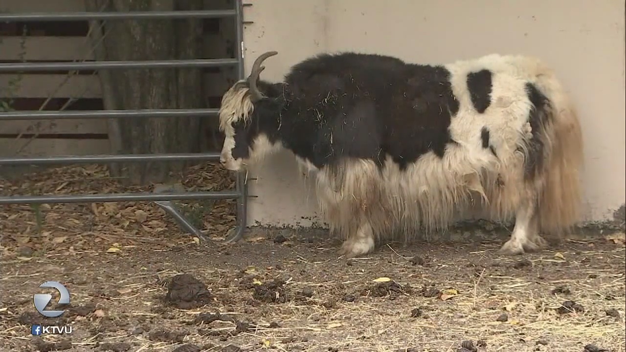 Rescuing everything from birds to yaks