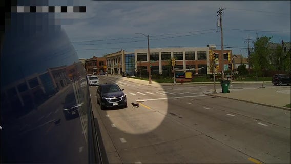 Dog rescued by MCTS driver