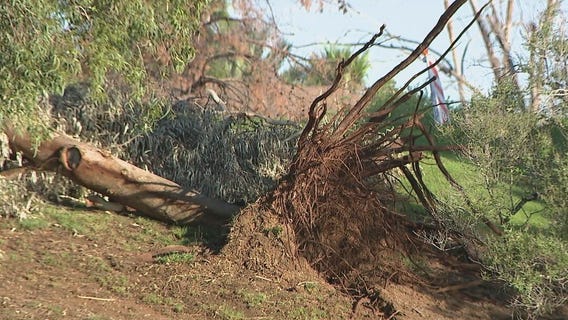 Monsoon 2022: Cleanup efforts continue at Scottsdale park following Friday storm