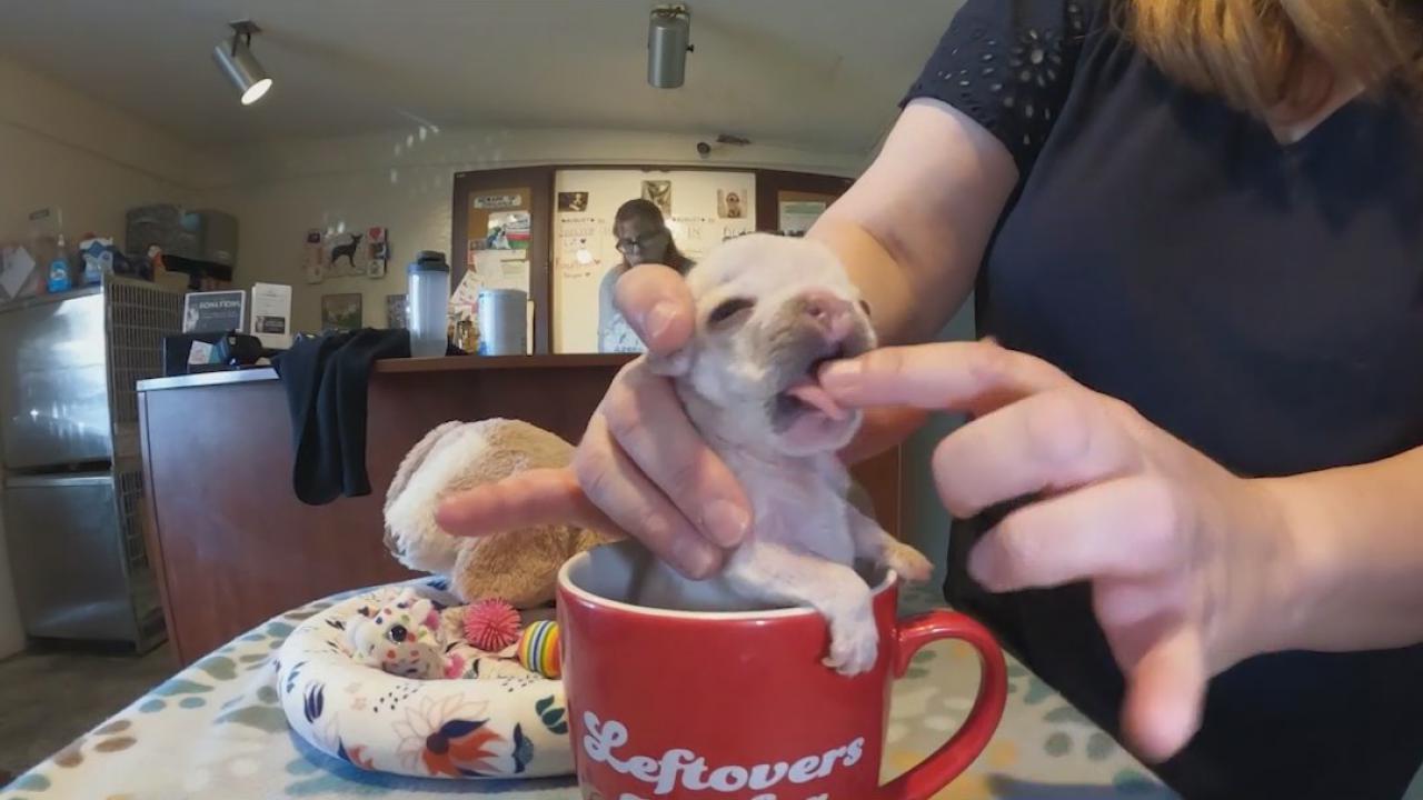 Arizona dog rescue nursing puppy back to health