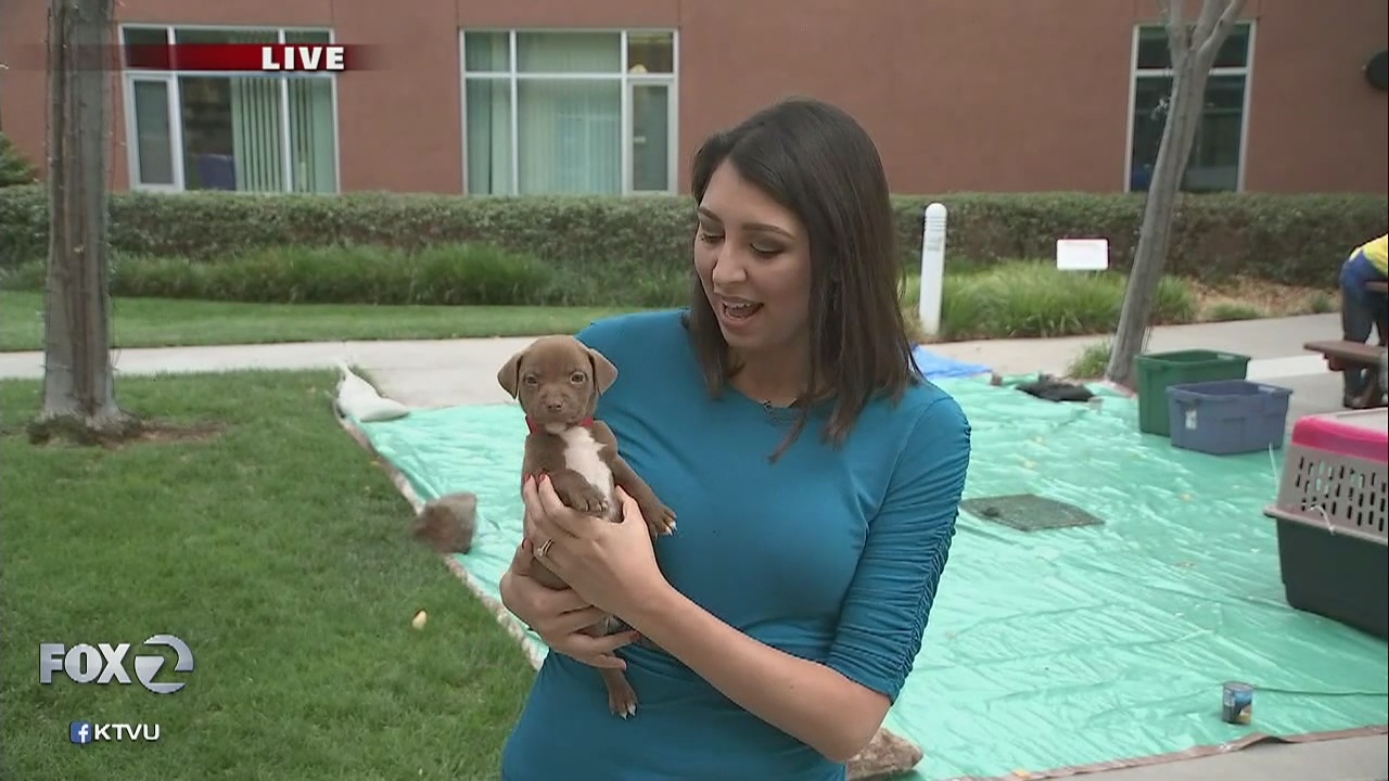 Hurricane Irma shelter animals fly to Bay Area for safety