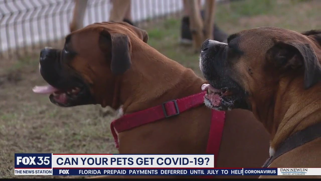Can your pet get COVID-19?