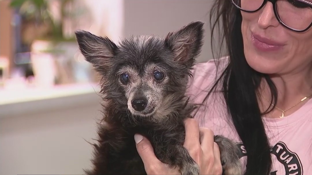 150 pets saved from Surprise homeless encampment