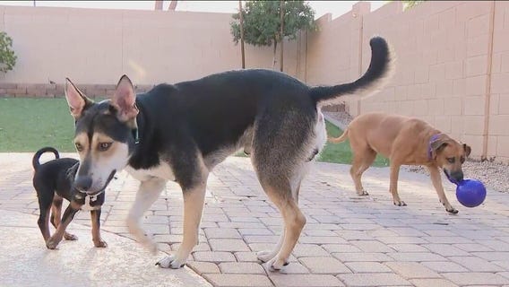Sniff Spot: Homeowners renting out backyards for pups