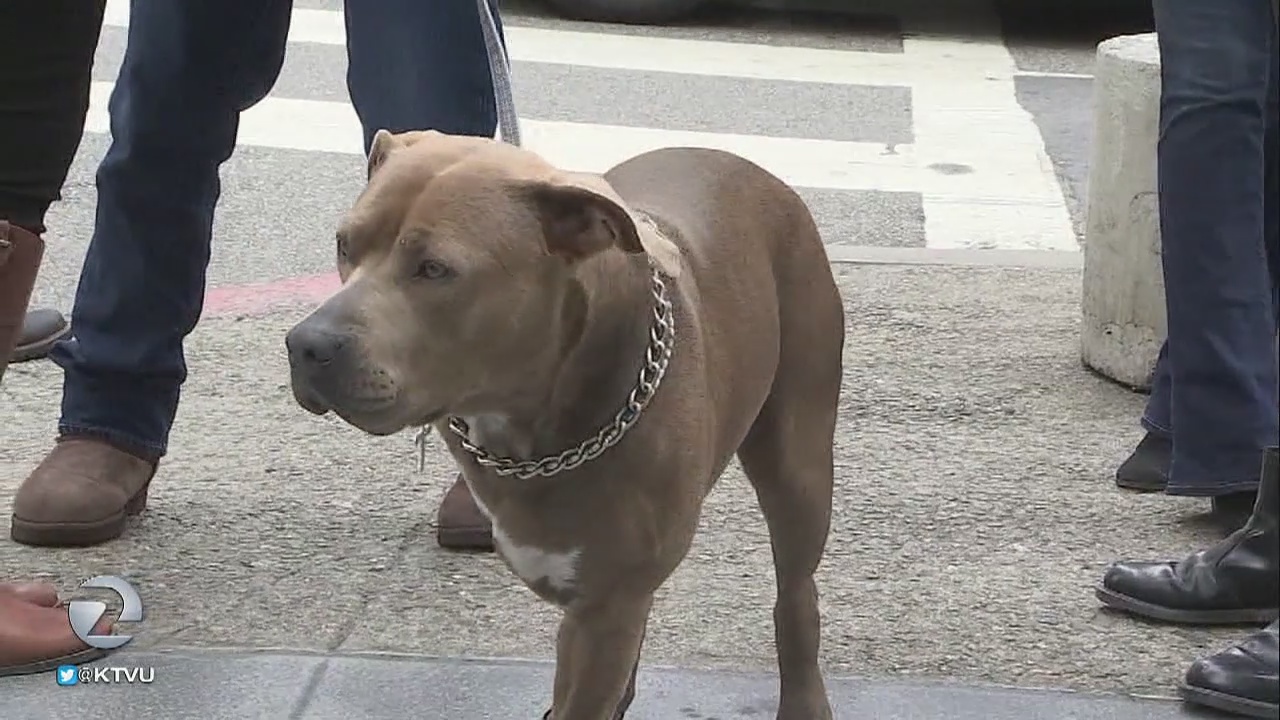 Dog shot by police officer loses leg, charges against owner dropped