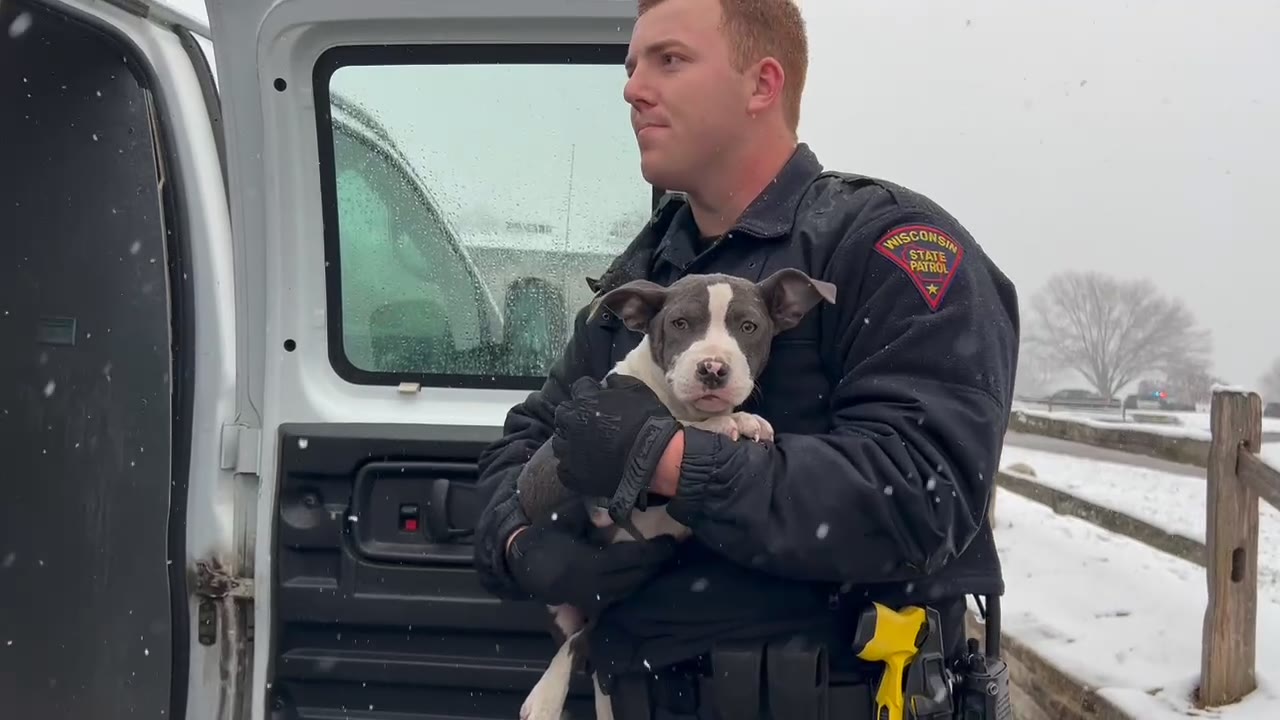 Dog cared for after emergency landing of plane on Pewaukee golf course