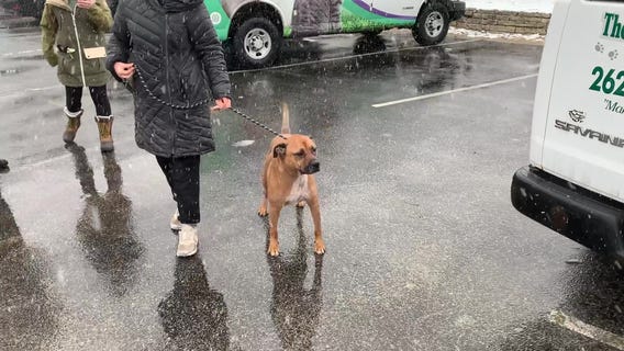 Dog cared for after emergency landing of plane on Pewaukee golf course.
