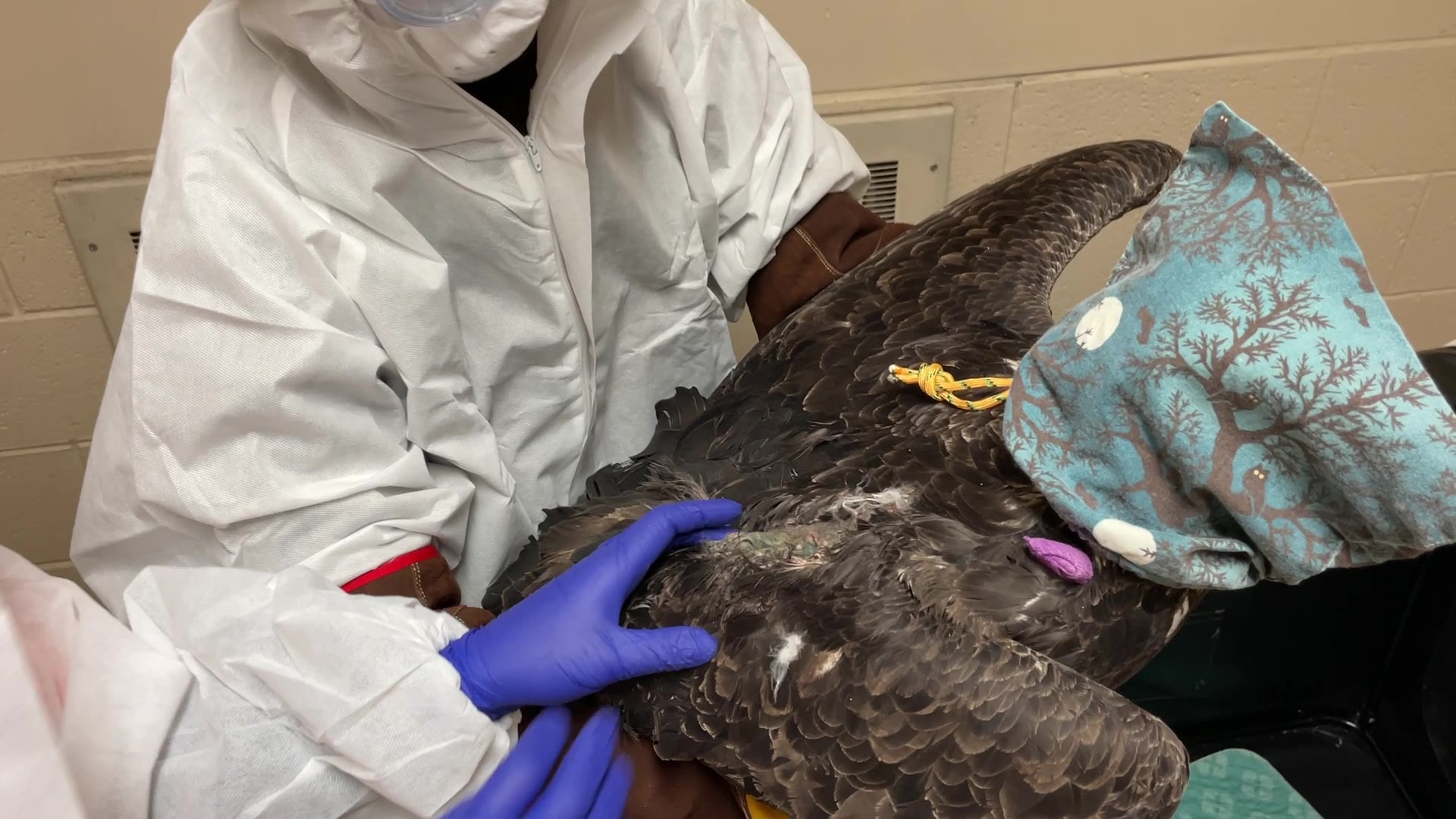 Bald eagle injured, found in Franklin