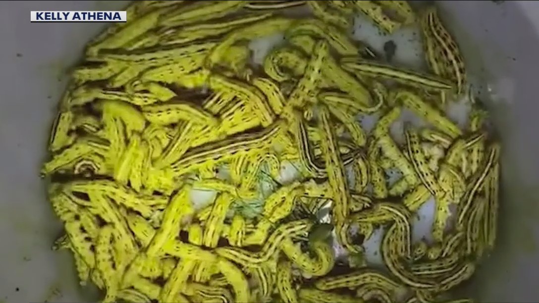 Fuzzy yellow caterpillars creeping across the Phoenix area